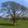 Trees >> Edit Existing Tree